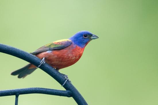 bird-on-branch