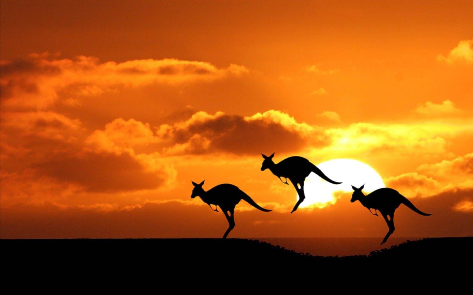 Australia kangaroos