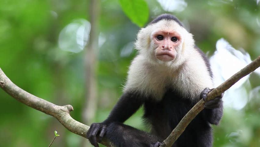 Costa Rica monkey